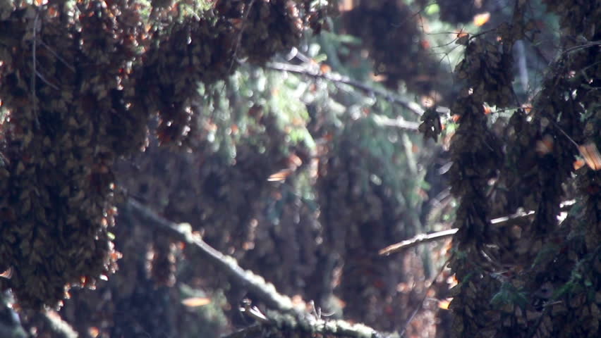 the amazing monarch butterfly sanctuary in mexico, where millions of butterflies return to each year from the USA and canada