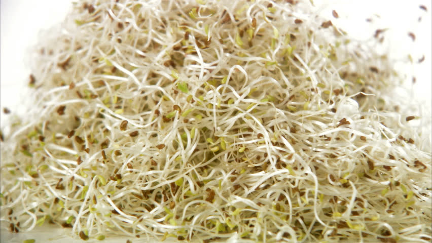 mound of bean sprouts