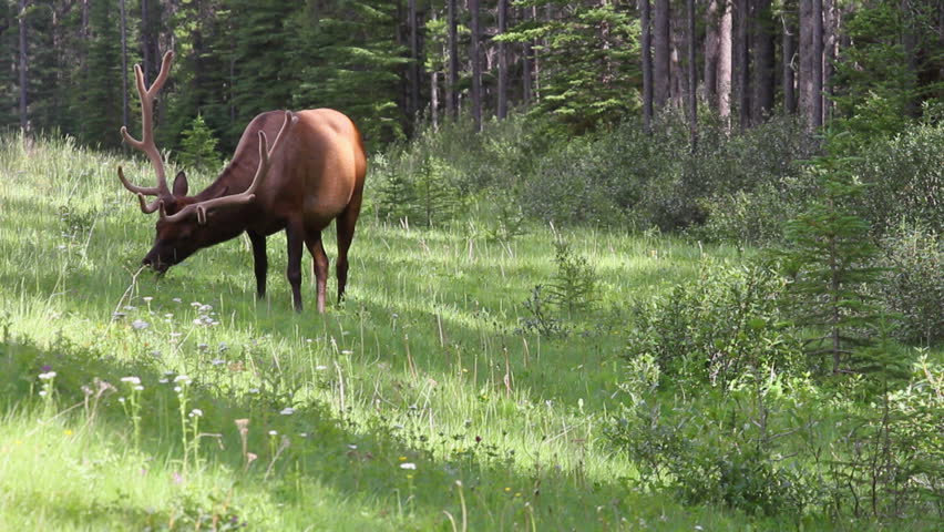 Large Bull Elk with antlers in velvet, Banff, Alberta, Canada