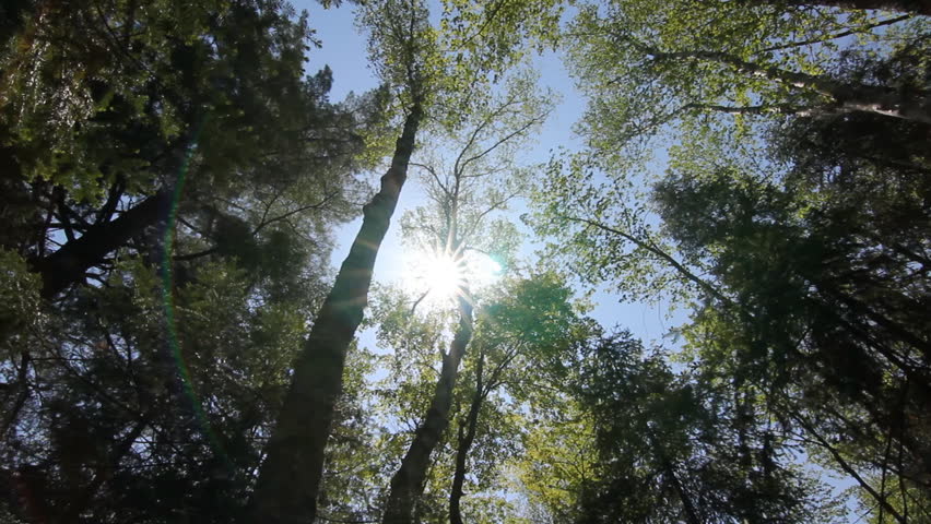 Ontario summer forest.
Sun shining through branches of deciduous and coniferous tree. Ontario, Canada.

