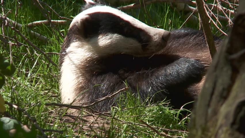 badger
