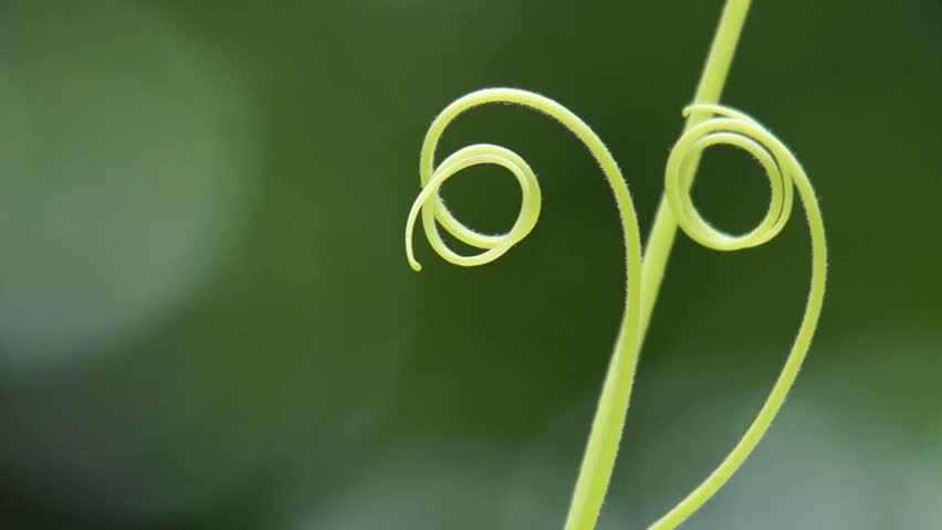 curly twig against green background,details of the nature