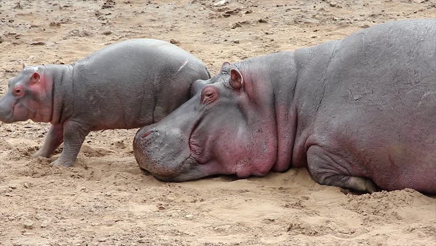 A WILD Mother and Baby Hippopotamus Sleep on the Bank of the Mara River in the Masai Mara, Kenya, Africa. Adorable interaction between cute baby hippo and his mom.