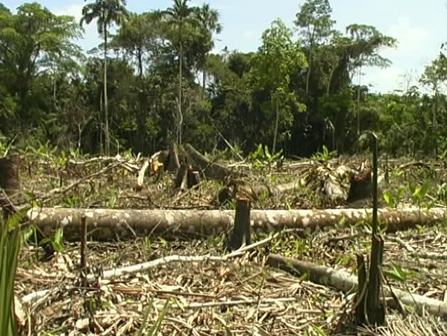 Rainforest cleared for slash and burn agriculture in Loreto Province, Peru