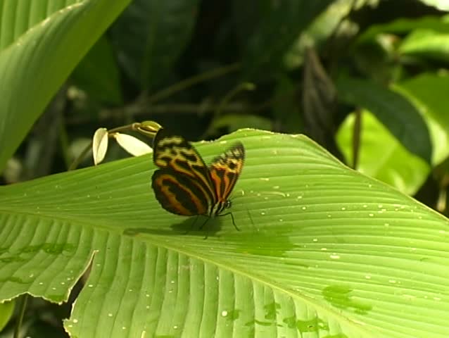 Ithomine butterfly drinking water using proboscis 