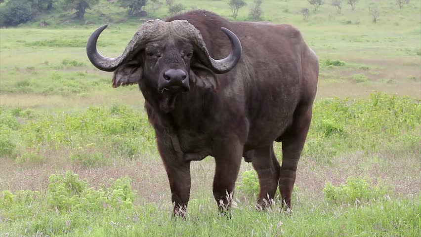 A WILD African Buffalo watches closely Lake Nakuru, Kenya, Africa
