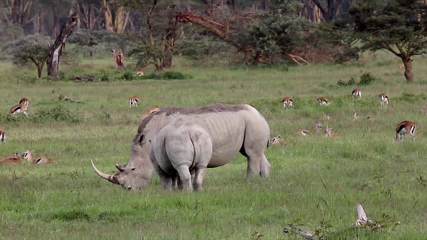 Two WILD White or Square-lipped Rhinoceros (Ceratotherium simum) (and adult and juvenile) Graze and Feed on and Eat Grass at Lake Nakuru, Kenya, Africa.