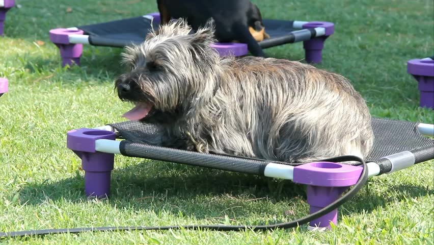 Small Gray Furry Dog Panting On Outdoor Training Pad