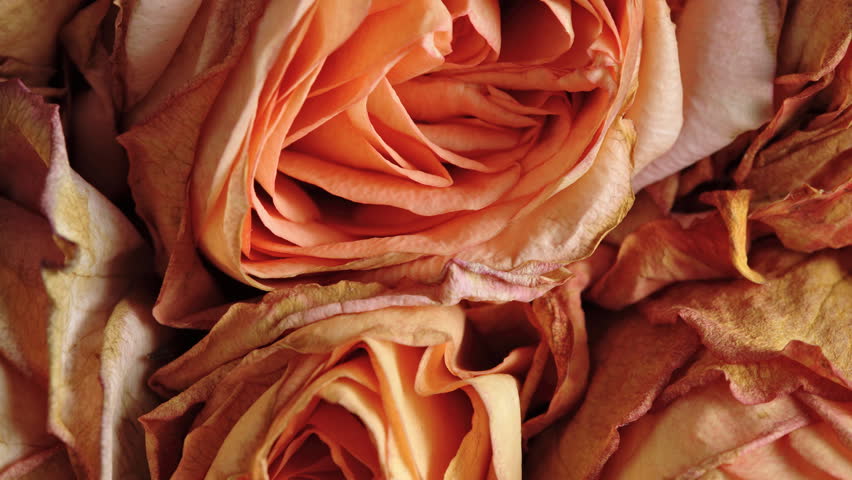 1080p Wilted roses