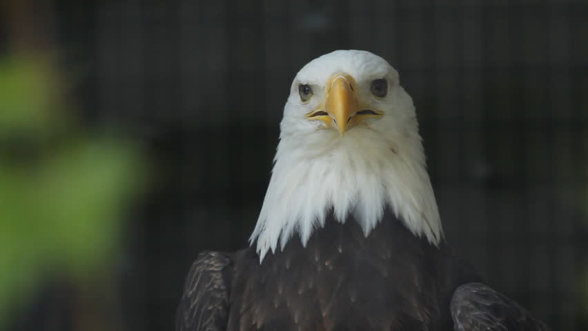 Bald eagle in cage. 
Closeup of bald eagle. Cage bars defocused. Freedom in a cage. 

