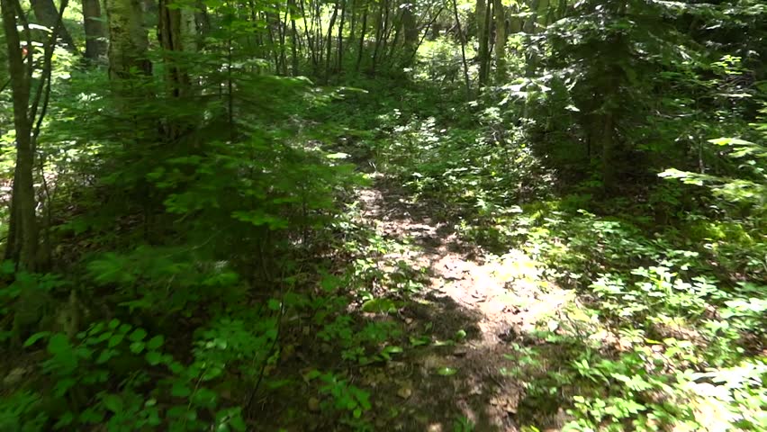 Woodland path through the woods