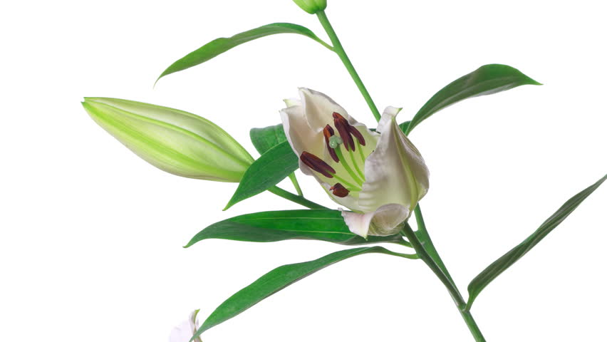 Closeup lily flower blossom growing time-lapse - isolated on white background. Clip with alpha mate (transparency) channel.