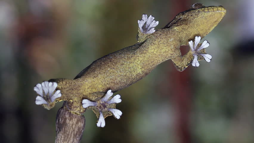 Turnip tailed gecko (Thecadactylus solimoensis) Underside of sticky feet viewed while climbing on glass
