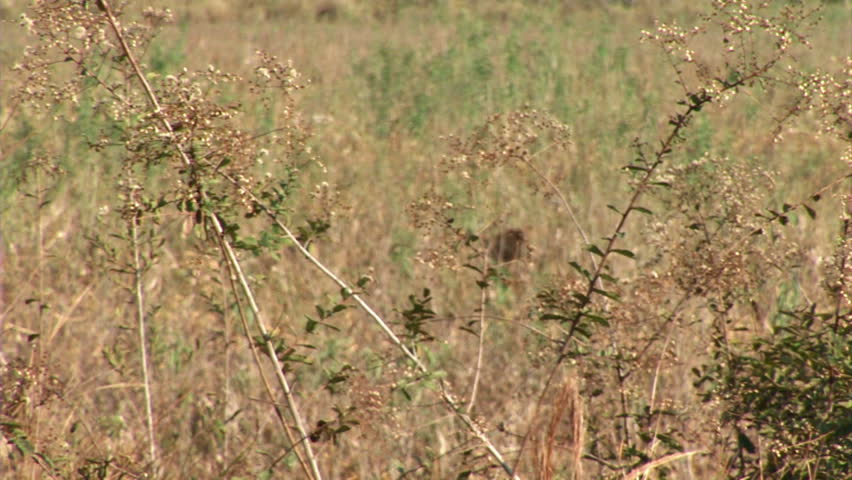 Brazil: Fauna of Amazon river region - antelopes
