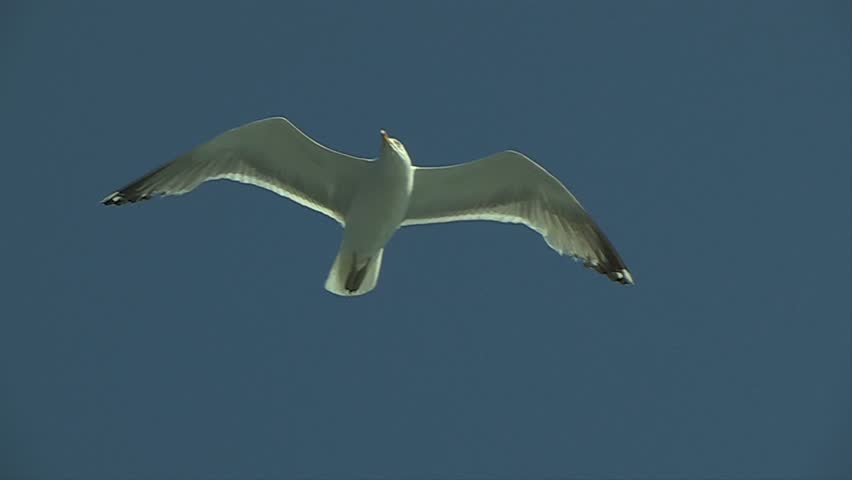 Seagull flying directly above camera almost stationary against blue sky