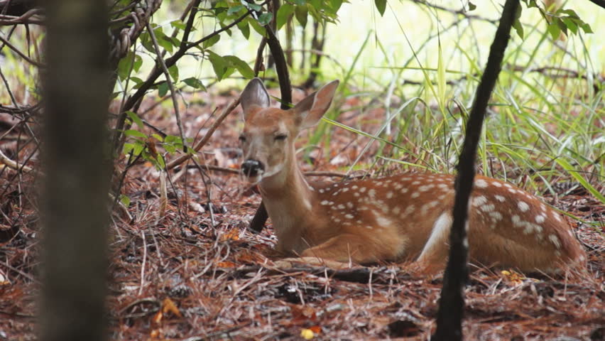 Whitetail Deer Fawns, Slow motion, 1/2 natural speed