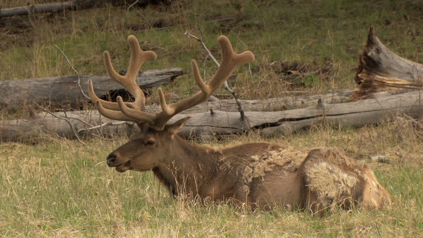 Bull elk with huge fuzzy antlers sitting in grassy meadow chewing