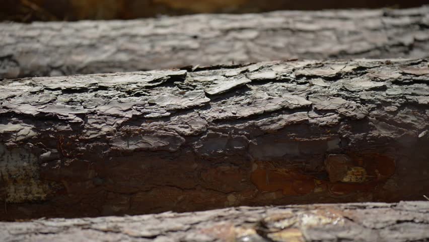 Pan of cut pine tree with drops of resin