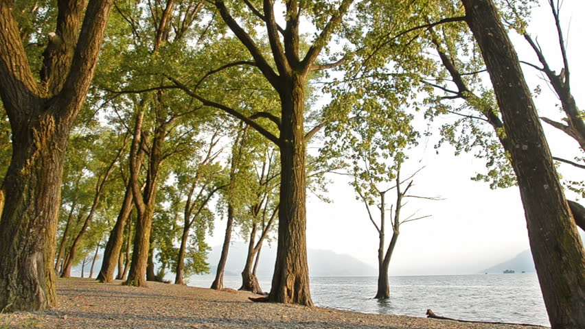 trees on the beach