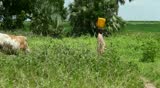 PANUEL, SOUTH SUDAN - JUNE 24: A woman carries water from the Nile on her head on June 24, 2012 in Panuel, South Sudan. The Nile is the only source of water in this village.