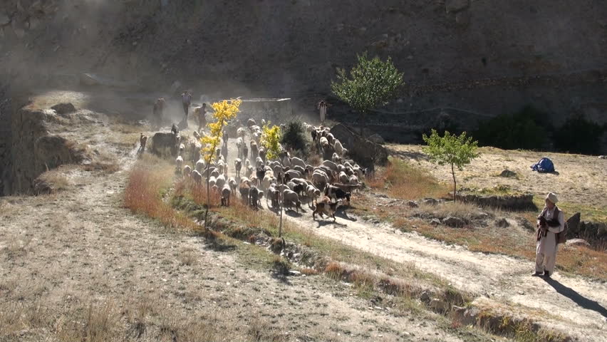 HUNZA, PAKISTAN - OCTOBER 8: Herders are guiding their sheep to their village for Winter in the Hunza valley, Pakistan on October 8, 2010.