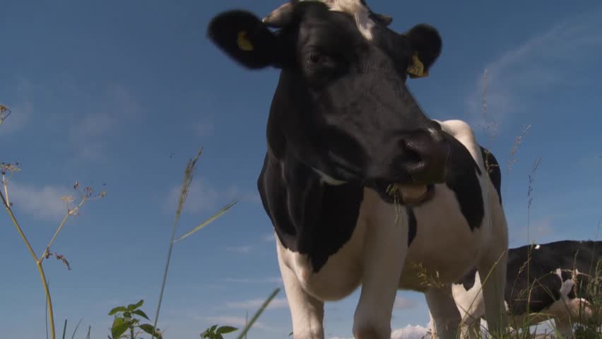 cow