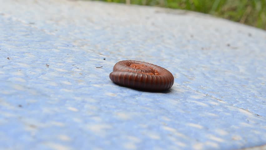 Tropical animal Millipede