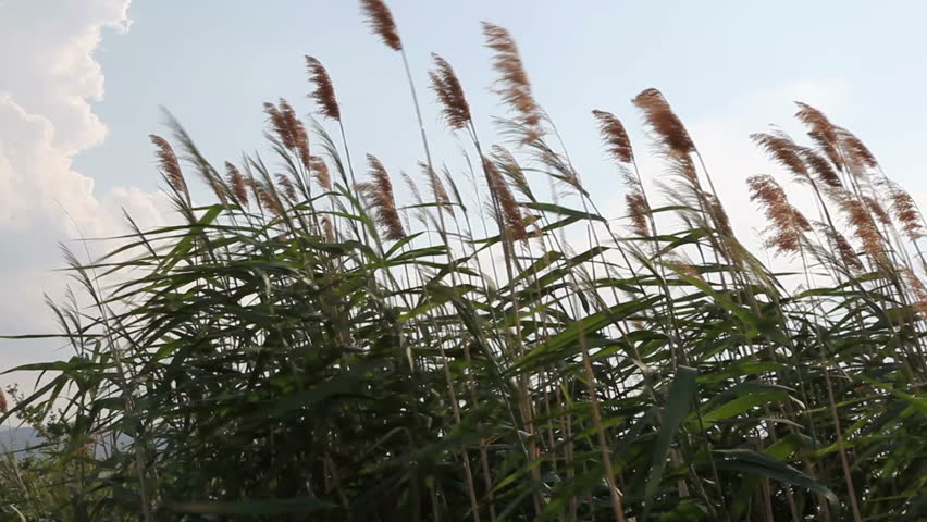 Reeds against the gust of wind.