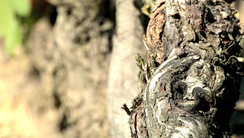 Wine grapes on the vine ready for harvest