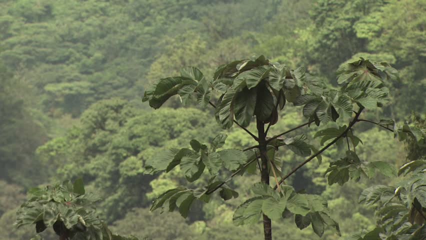Canopy of the Amazon Rainforest