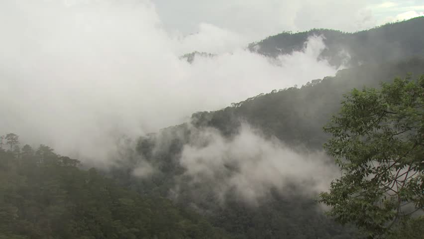 Aerial View of the Fog Covered Rain Forest 3