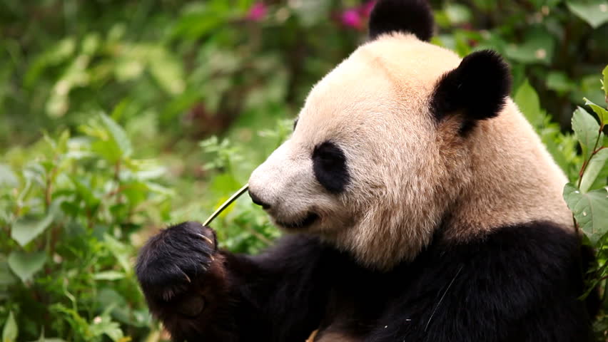 Giant panda bear eating bamboo