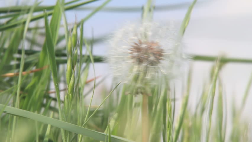 Dandelion on a windy day