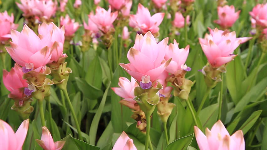 Siam tulip at Chaiyaphum Province, Thailand.
