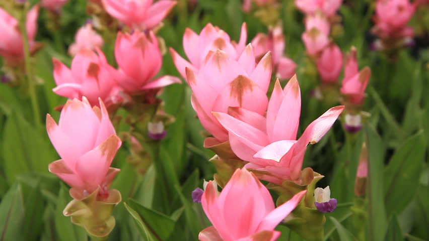 Siam tulip at Chaiyaphum Province, Thailand.
