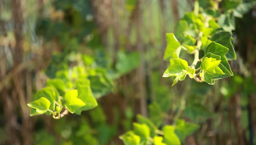 Many leafs of ivy cover a wall