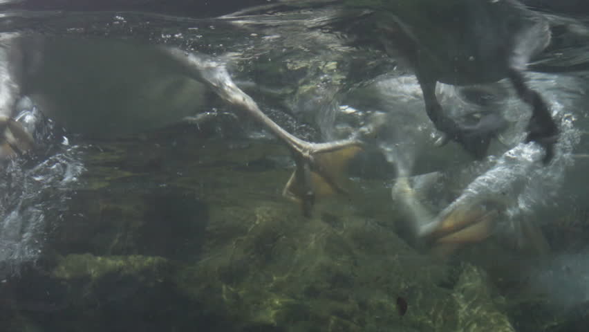 Pelican, spearfishing