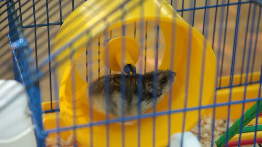 Hamster on Wheel in a Cage