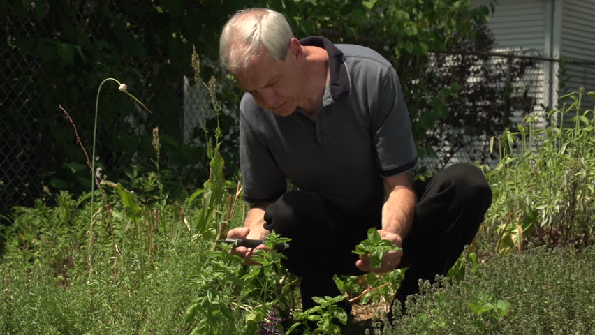 Man cutting fresh basil in his garden