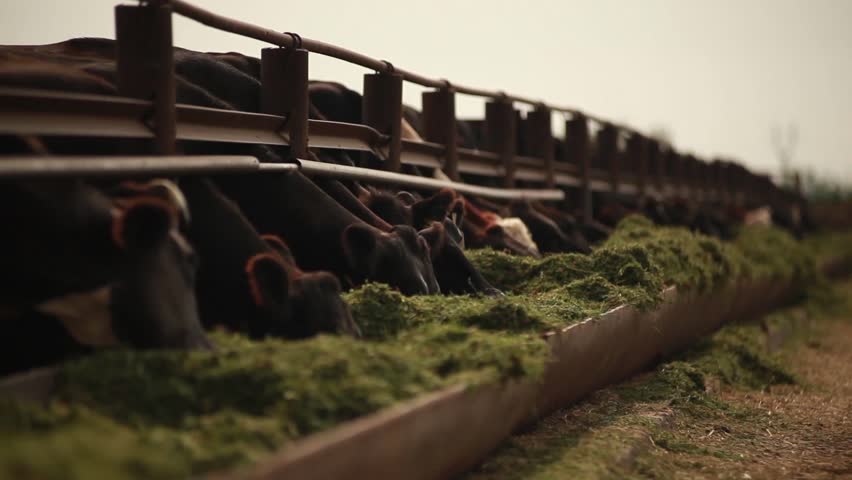 Header of Alfalfa