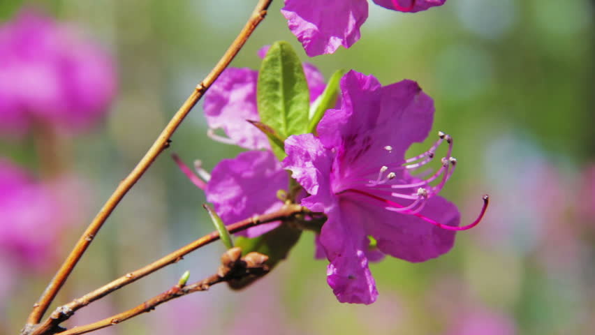 Daurian rhododendron, Labrador tea (Rhododendron dauricum) with vibrant flowers