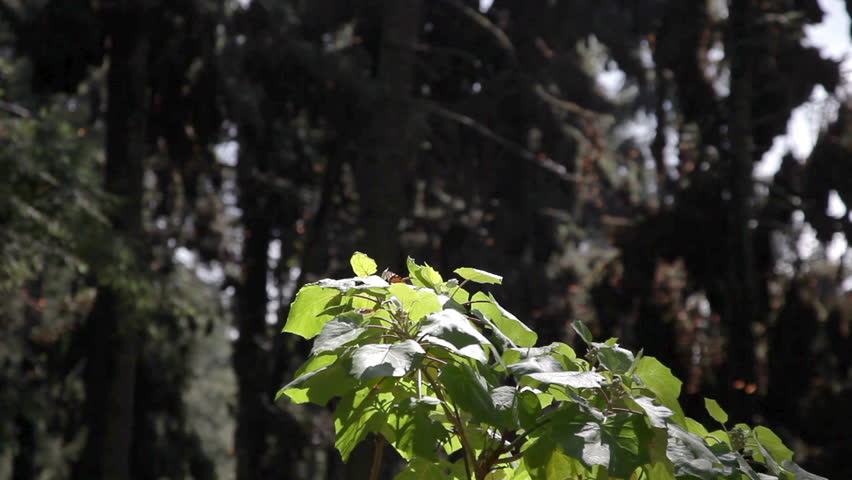 the amazing monarch butterfly sanctuary in mexico, where millions of butterflies return to each year from the USA and canada