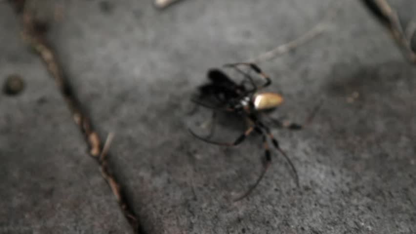 Wasp killing and dragging a banana spider over a railing all natural lighting