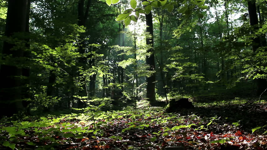 Slider shot in the forest.