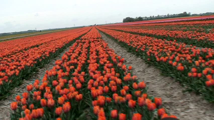Tracking shot of a field of tulips in holland