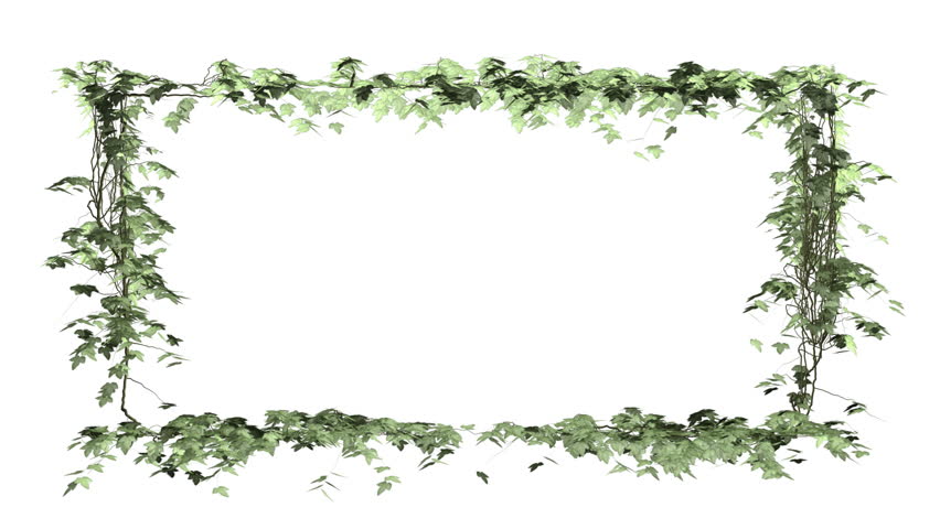 A picture frame is made by growing ivy