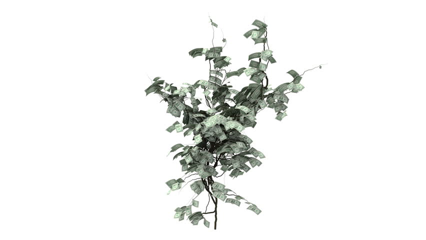 A fast growing tree sprouts leaves made of dollar bills.