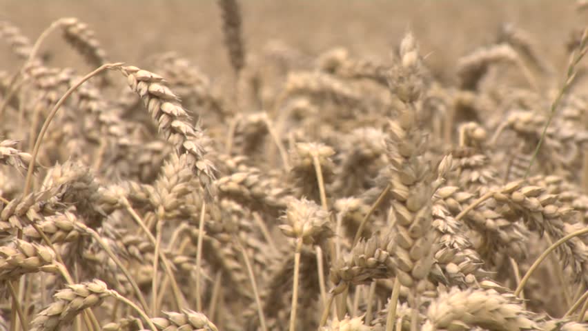 pick up some wheat 3
pick up a wheat head and put the seed out with the fingers