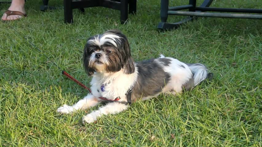 Small Furry Black And White Dog Down Staying Looks Around Then Walks Out Of View