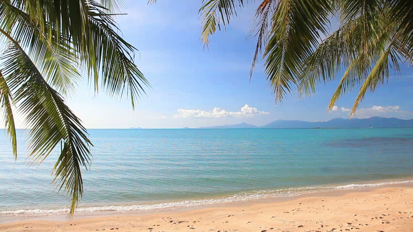 tropical beach and palm leaves